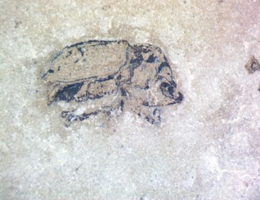undet. Coleoptera
