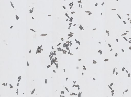 Ellisella sp.