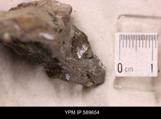 Hoploscaphites comprimus
