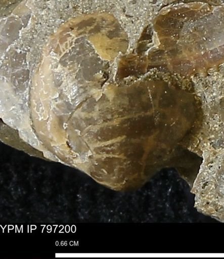 Protocardia