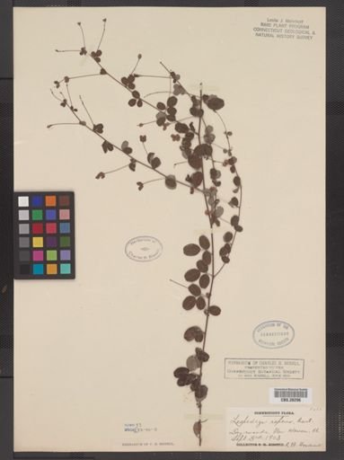Lespedeza repens
