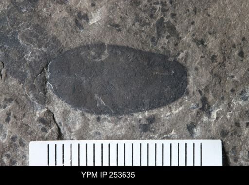 Eurypterida