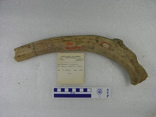 Mammuthus columbi
