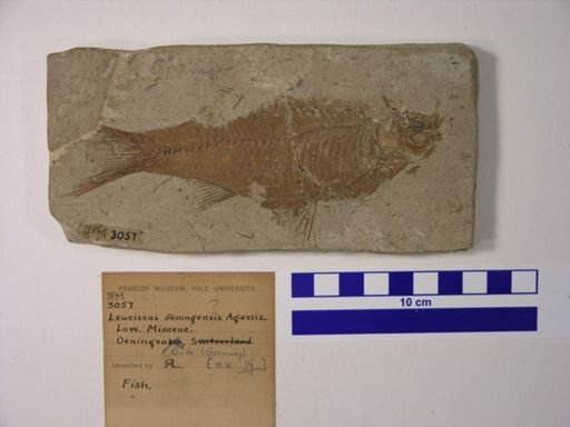 Leuciscus oeningensis