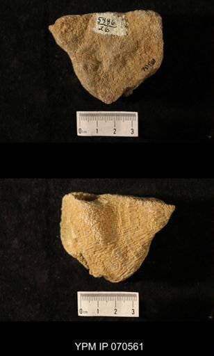 Favosites louisvillensis