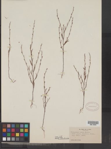 Polygonum tenue