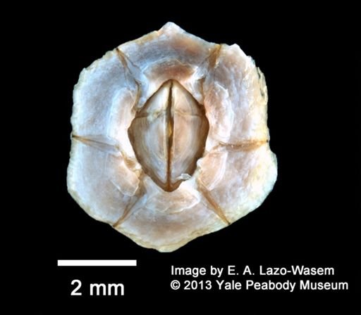 Chthamalus fragilis