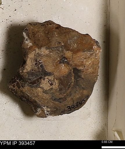 Scaphites sp.