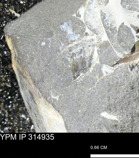 undet. Scaphitidae