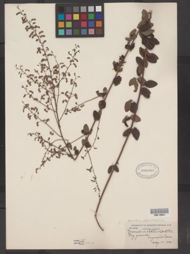 Desmodium ciliare