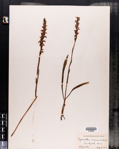 Spiranthes cernua