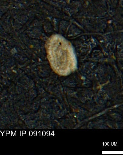 Spirolocammina subcircularis
