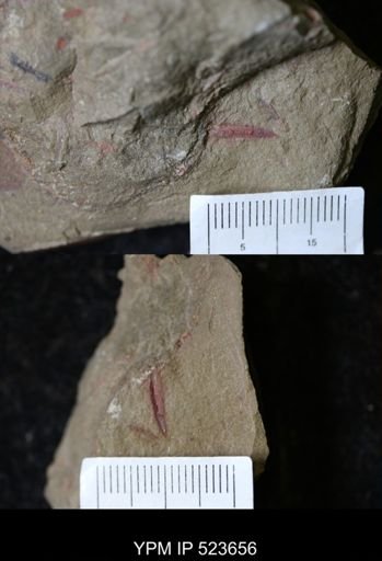 undet. Arthropoda