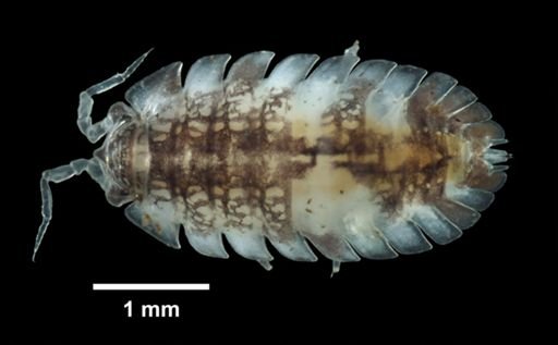 Armadilloniscus ellipticus
