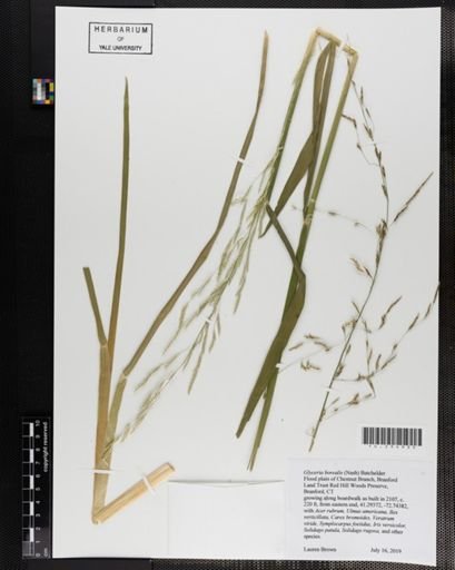 Glyceria borealis