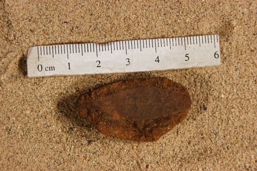 Andromeda cretacea