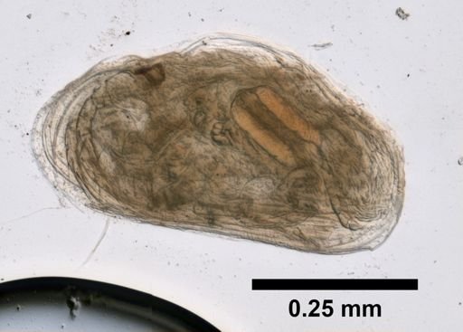 Cypria petenensis