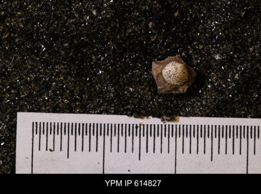 Protocardia subquadrata