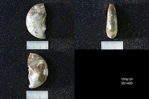 Hoploscaphites nicolletii