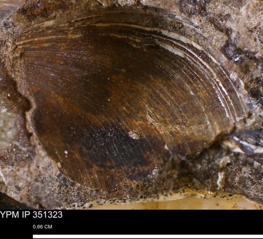 Limopsis striatopunctatus