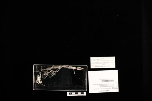 Aspidoscelis tigris