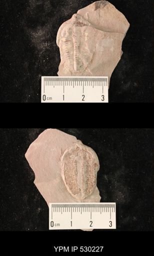 Elrathia kingi