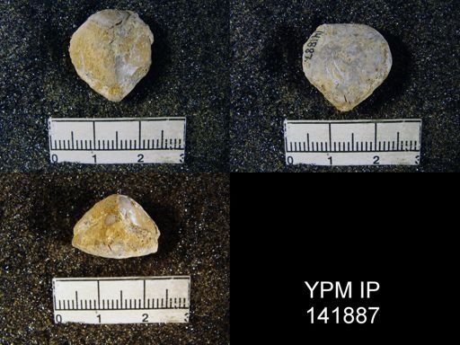 Spirigerella derbyi