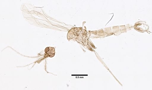 Phlebotomus tobbi