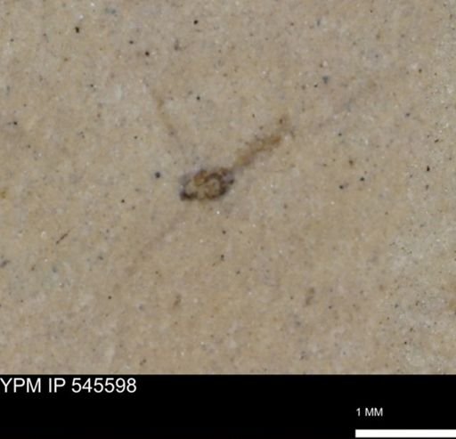 Diptera?