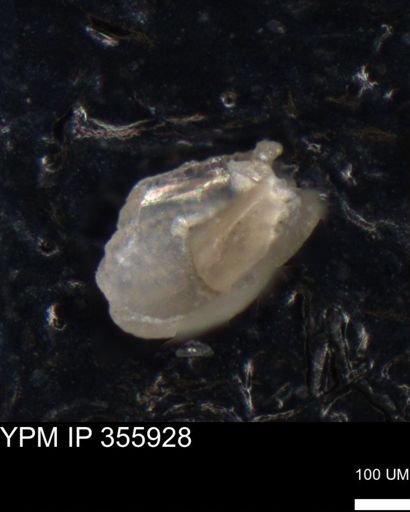 undet. Ostracoda