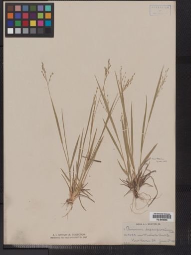 Panicum depauperatum