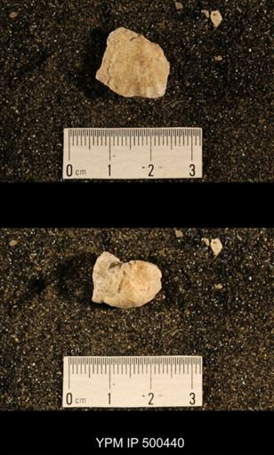 Enteletes plummeri