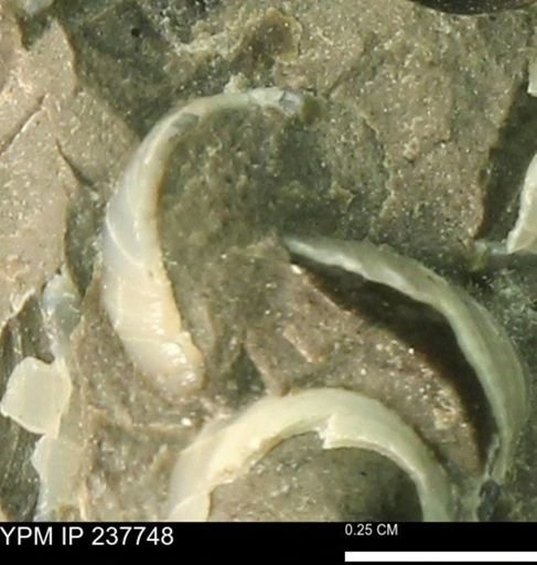 Limopsis striatopunctatus
