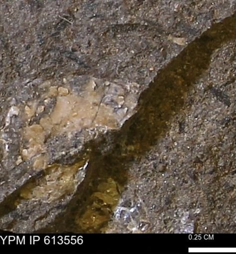 Scaphites sp.