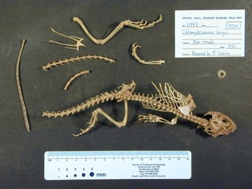 Chlamydosaurus kingii