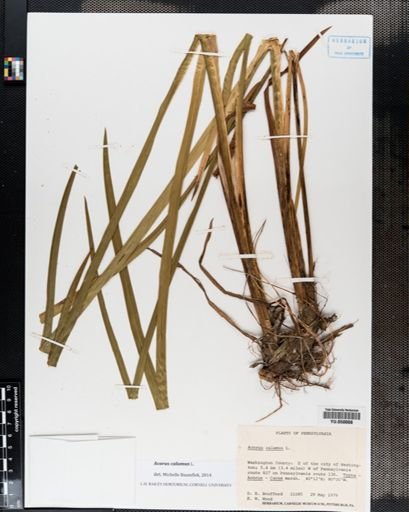 Acorus calamus