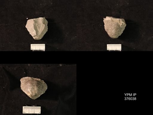 Pustula sp.
