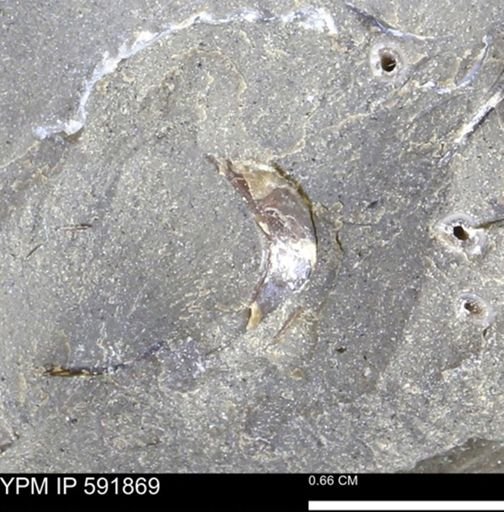 Mollusca