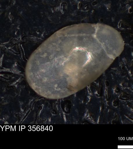 undet. Ostracoda