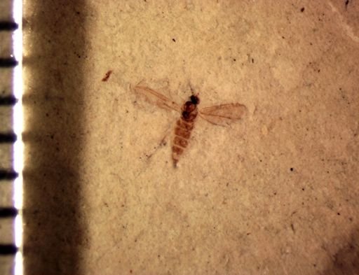 undet. Diptera