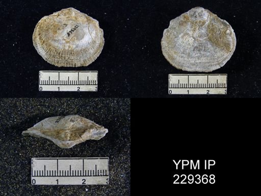 Derbya hooserensis