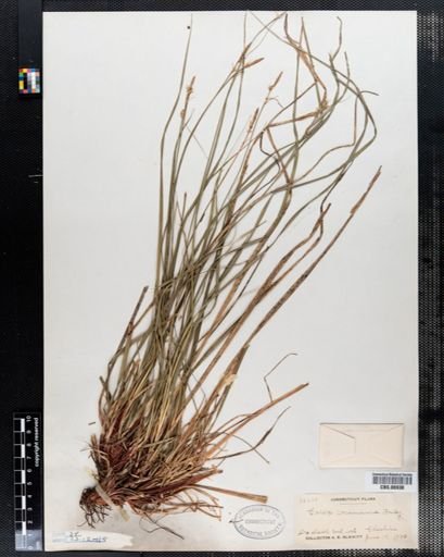 Carex communis