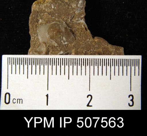 Chonetes mucronatus