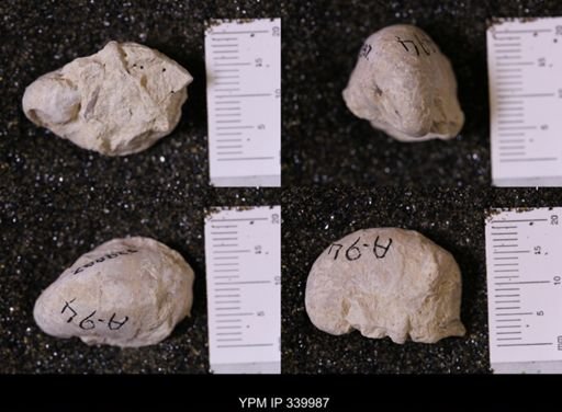 Gryphea washitaensis