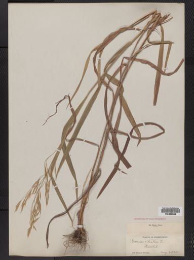 Bromus ciliatus