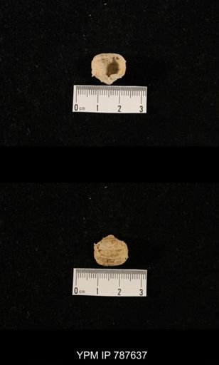 undet. Brachiopoda