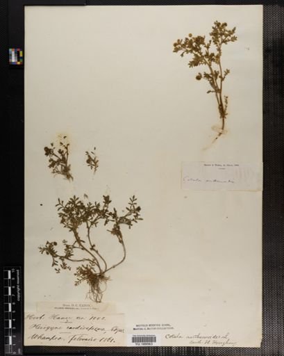 Plantae