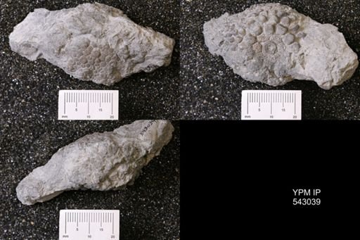 Megistocrinus spinulosus?