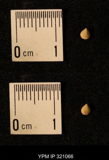 Dielasma elongatum