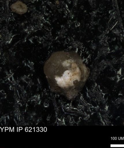 undet. Foraminiferida